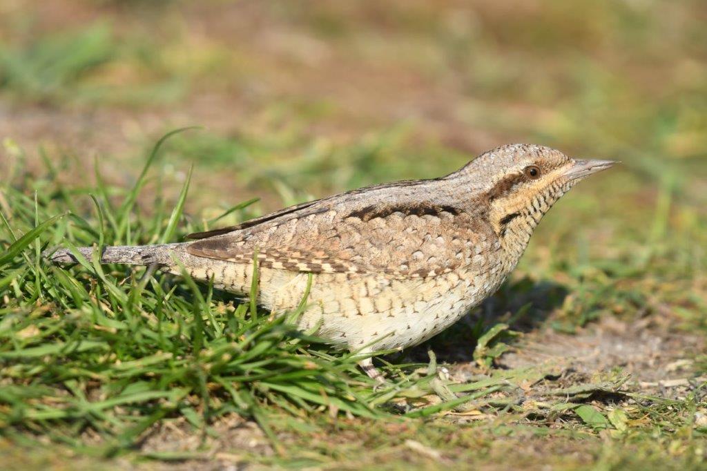 capintortura delta dunarii