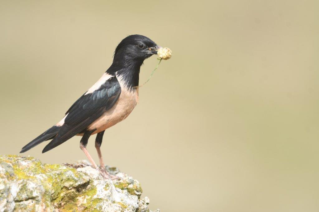 lacustar delta dunarii