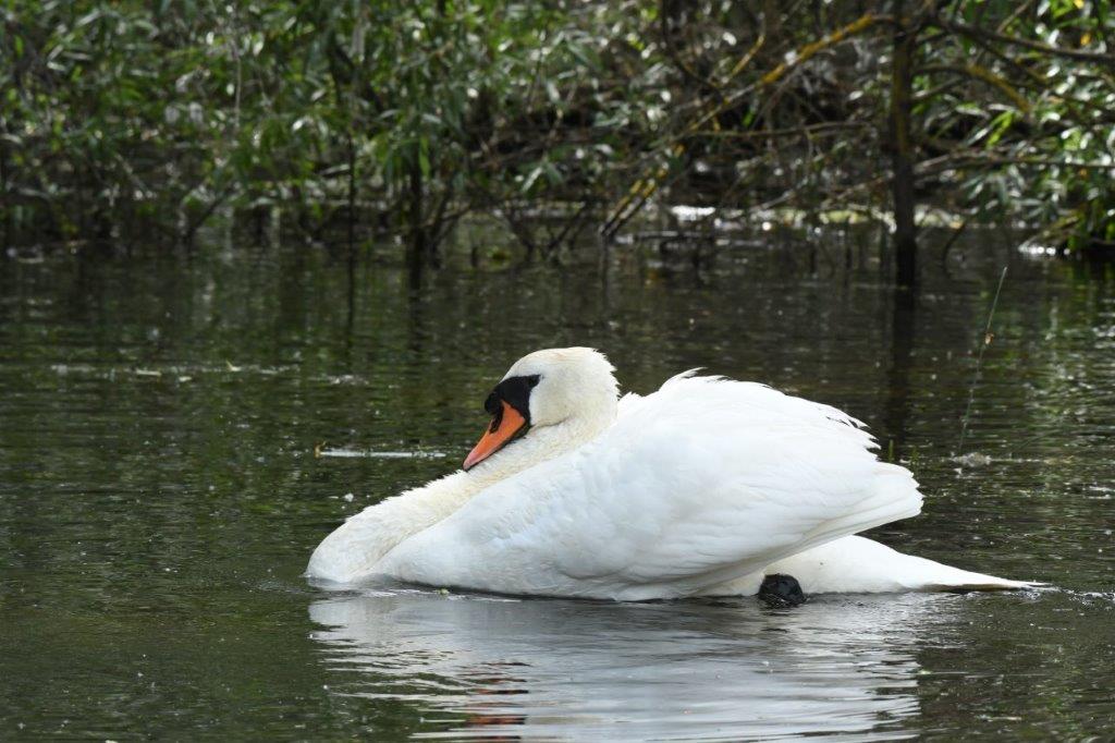 lebada delta dunarii