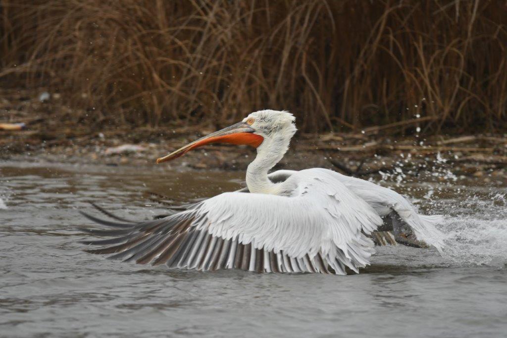 pelican cret delta dunarii