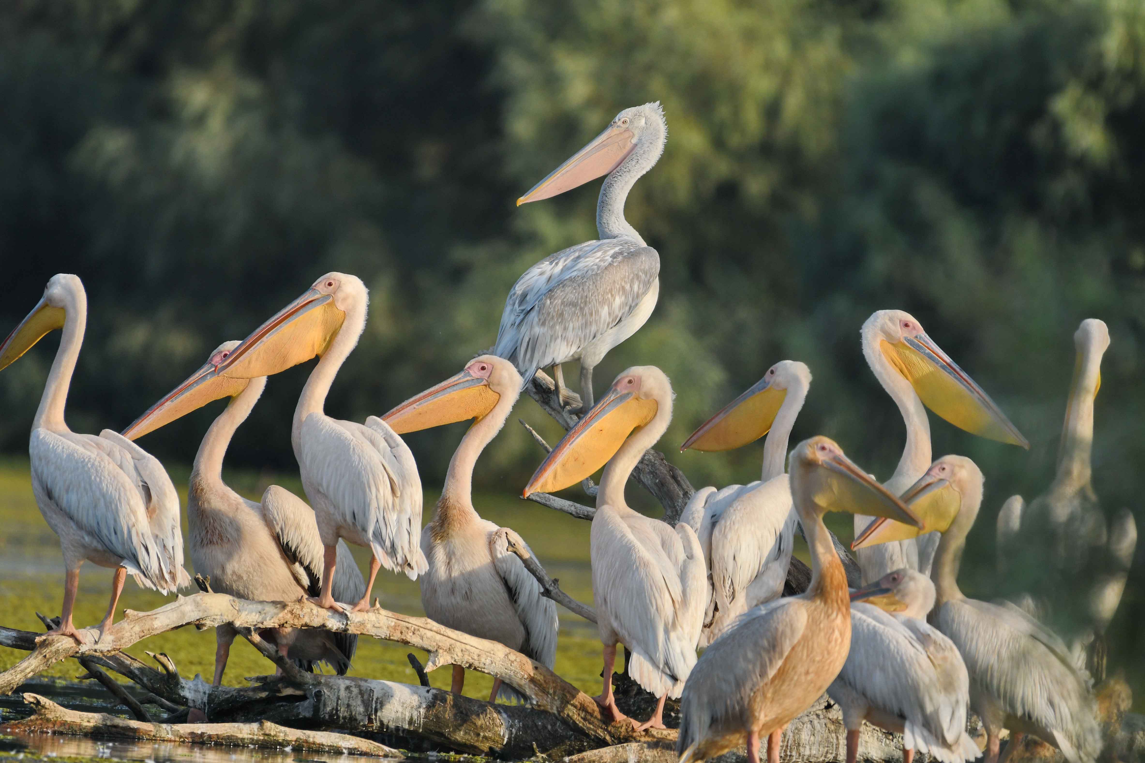 pelicani pe delta dunarii