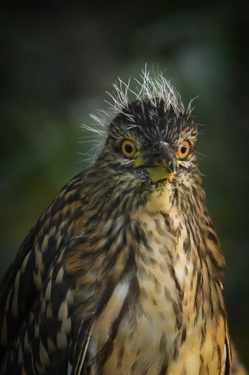 starc de noapte delta dunarii la scaunele