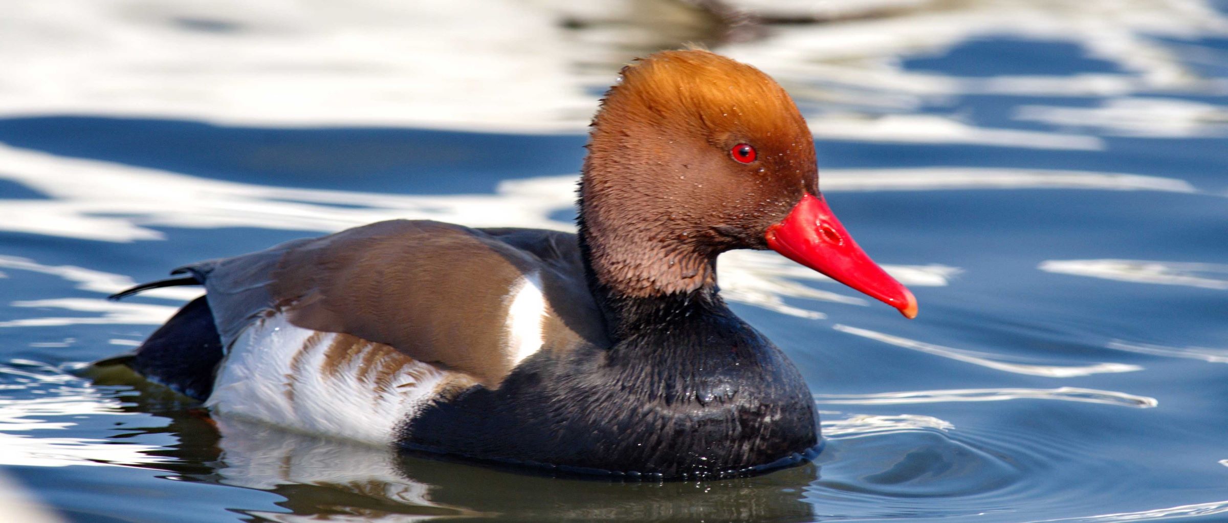 rata-cu-peruca-delta-dunarii-excursii